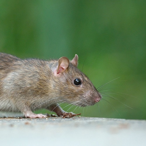 Rat dératisation 31 saint-gaudens comminges Cagire Espaces Verts